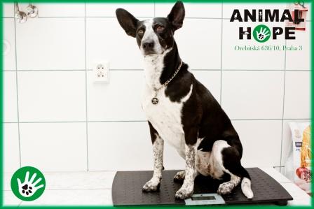 Digit�ln� v�ha