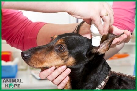 Aplikace �ist�c�ho p��pravku