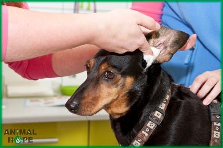 �i�t�n� zvukovodu