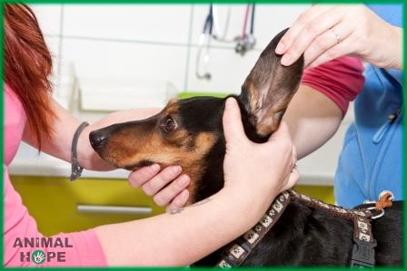 Mas� u�n�ho boltce