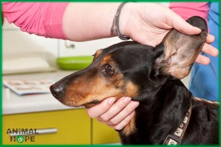 Uchopen� u�n�ho boltce