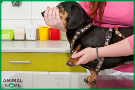 Fixace p�i odb�ru krve nebo zaveden� kanyly