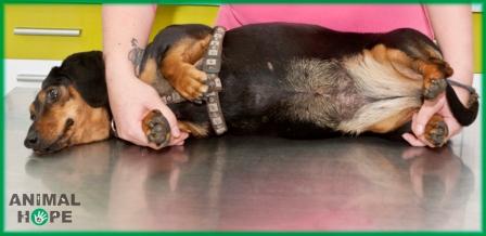 Fixace p�i prohl�en� nebo o�et�en� oblasti b�icha a hrudn�ku 