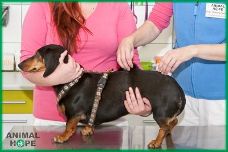 Fixace p�i vakcinaci a aplikaci podko�n� injekce