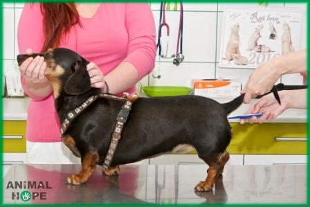 Fixace p�i m��en� teploty