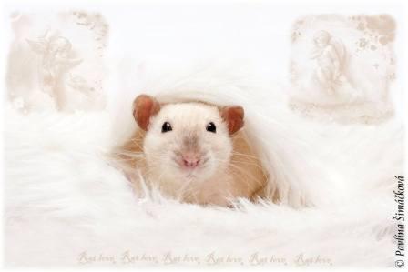 P��pravky proti blech�m