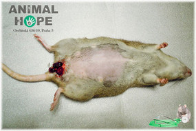 Vyh�eznut� d�lohy