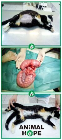 Pyometra u ko�ky