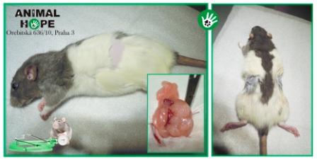 Mlad� potkanice b�hem preventivn� kastrace s p��stupem z boku
