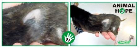 Kontrola po 5 dnech od kastrace